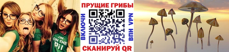 МЕГА онион  купить закладку  Вихоревка  Галлюциногенные грибы Psilocybine cubensis 